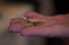 A Rune Westphal shrimp A Rune Westphal shrimp