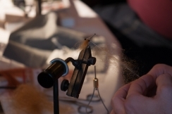 Another shrimp in the making Another shrimp in the making